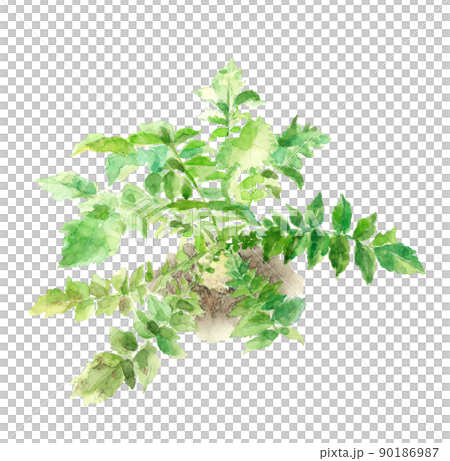 俯瞰で見た畑の葉付き大根【手描き水彩画】白バック 透過背景 俯瞰で見た畑の葉付き大根【手描き水彩画】白バック 透過背景 90186987