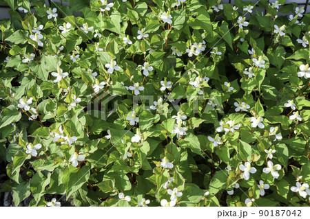 ドクダミの群生 90187042