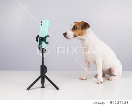Jack Russell Terrier dog live streaming on smartphone.  90187183