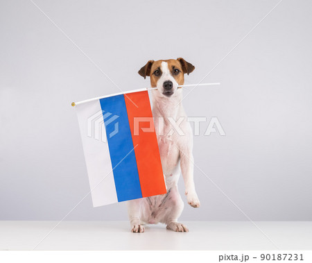 Jack Russell Terrier dog holding a small flag of the Russian Federation on a white background.  90187231