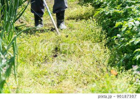 畑で草刈りを行う農家の人 90187307