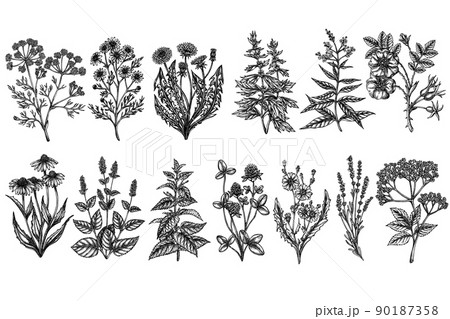 Tea herbs vintage vector illustrations collection. Black and white chamomile, mint, chicory, etc. 90187358
