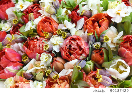 Blossoming red tulips, white daffodils, green leaves and spring flowers festive background, bright springtime bouquet floral card, selective focus, shallow DOF Blossoming red tulips, white daffodils, green leaves and spring flowers festive background, bright springtime bouquet floral card, selective focus, shallow DOF 90187429