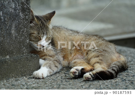 寂れた漁港で野良猫達がのんびりと昼寝 90187593