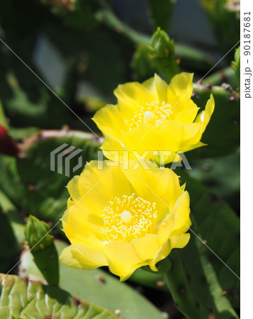 黄色の花が咲いた春のウチワサボテン 黄色の花が咲いた春のウチワサボテン 90187681