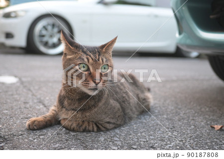駐車場のキジトラ猫 駐車場のキジトラ猫 90187808