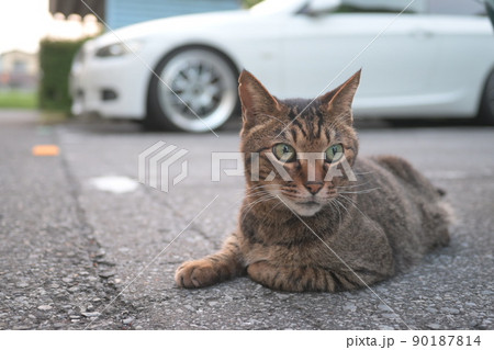 駐車場のキジトラ猫 駐車場のキジトラ猫 90187814