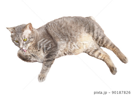 手を舐めるボブテイルの猫切り抜き 手を舐めるボブテイルの猫切り抜き 90187826