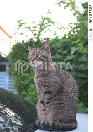 車の上のキジトラ猫 90187882