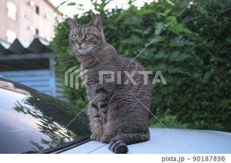 車の上のキジトラ猫 90187896