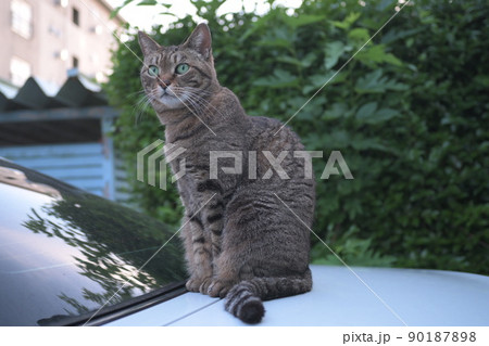 車の上のキジトラ猫 90187898