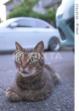 車の上のキジトラ猫 車の上のキジトラ猫 90187912