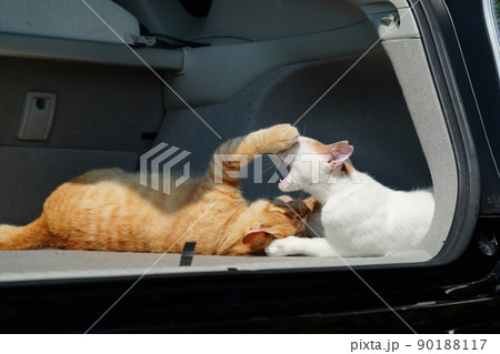 去年の春に生まれた野良猫の可愛い兄妹が他人の車で遊ぶ 90188117