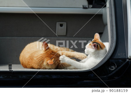 去年の春に生まれた野良猫の可愛い兄妹が他人の車で遊ぶ 90188159