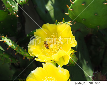 ウチワサボテンの黄色の花と一匹の蜂 ウチワサボテンの黄色の花と一匹の蜂 90188498