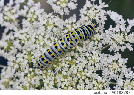 White, black, and yellow caterpillar blending into surface of small white flowers 90188708