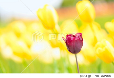 チューリップ畑 90188960