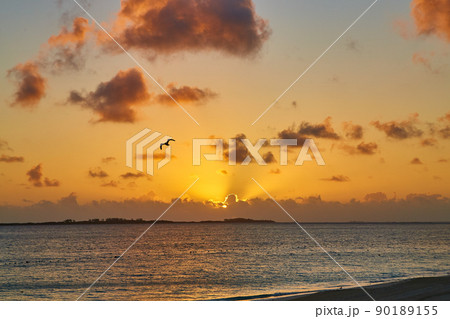 Sunrise or sunset on ocean water with seagull and golden glow 90189155