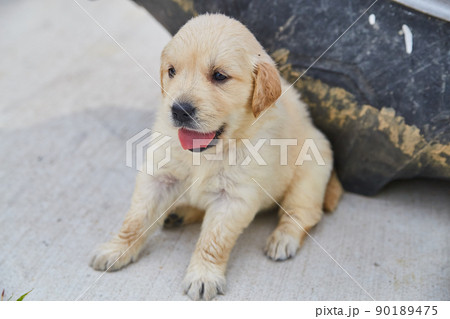 Adorable golden retriever puppy panting on driveway Adorable golden retriever puppy panting on driveway 90189475