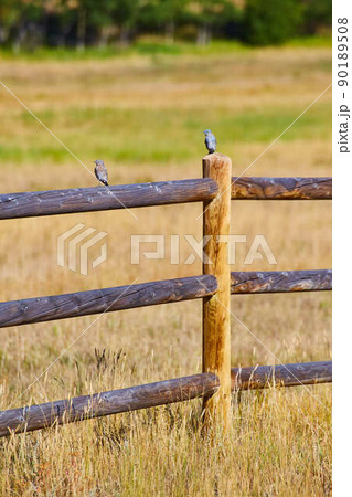 Vertical desert wood fence with two blue birds 90189508