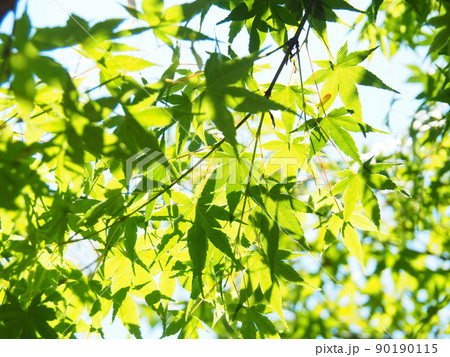 新緑の青もみじのクローズアップ 90190115