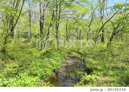 新緑に包まれた癒しの森 90190249