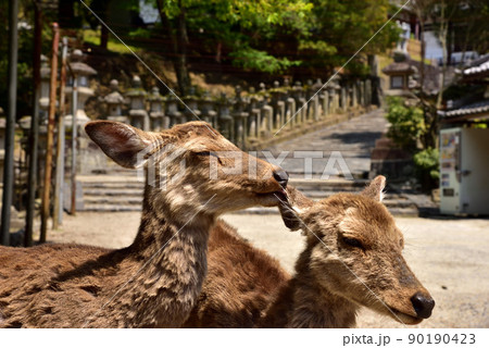 東大寺参道の鹿 90190423