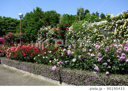 ぐんまフラワーパークのバラ 90190433