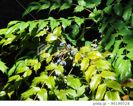 濃紺色の実を付けたヒイラギナンテン 濃紺色の実を付けたヒイラギナンテン 90190528