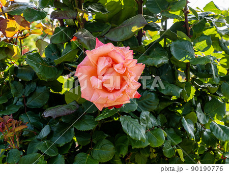 ローズガーデン 90190776
