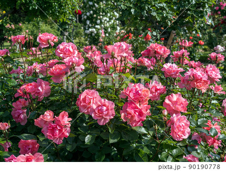 ローズガーデン 90190778