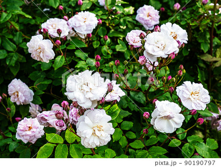 ローズガーデン ローズガーデン 90190797
