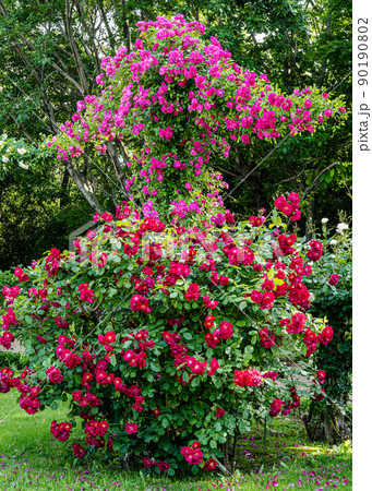 ローズガーデン 90190802