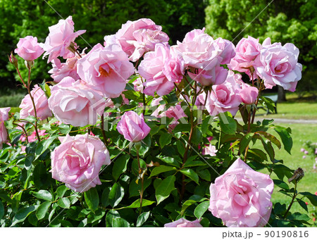 ローズガーデン ローズガーデン 90190816