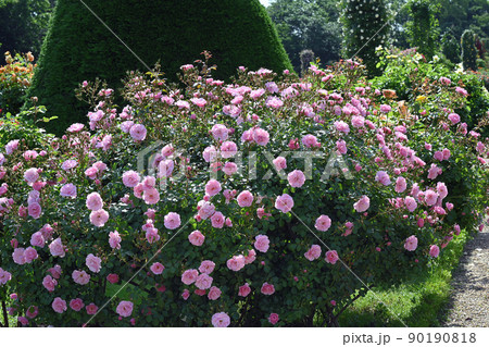 ローズガーデン ローズガーデン 90190818