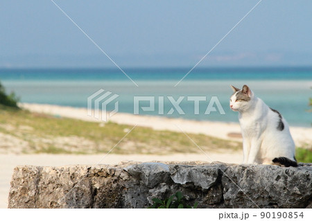 沖縄県の竹富島にて、青い海を背景にリラックスするネコの写真素材 