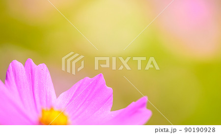 美しい秋の花・秋桜花(マクロ撮影・クローズアップ撮影)秋晴れ光芒・コスモスの花 90190928