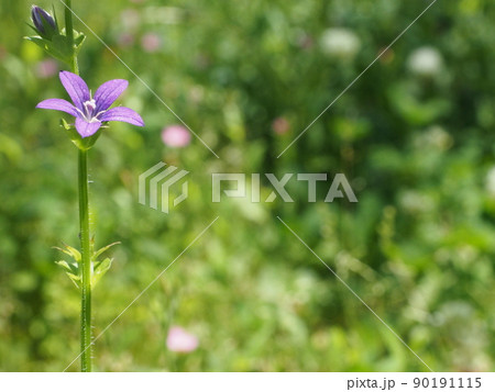 五月の花_ヒナキキョウソウ 五月の花_ヒナキキョウソウ 90191115