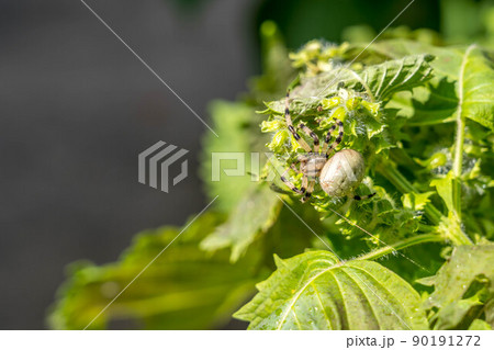 青紫蘇と蜘蛛 90191272