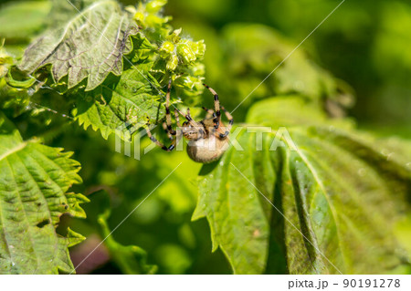 青紫蘇と蜘蛛 90191278