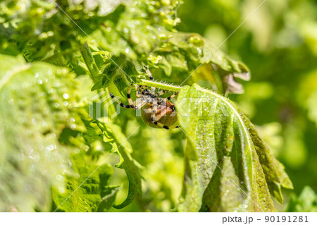 青紫蘇と蜘蛛 青紫蘇と蜘蛛 90191281