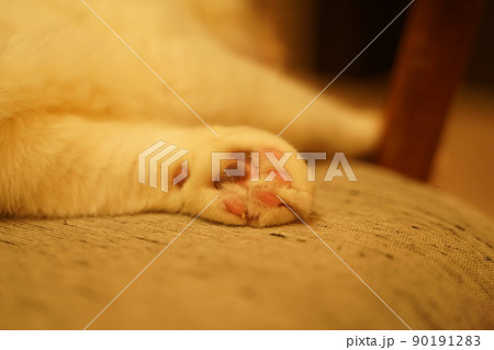 猫の肉球 90191283