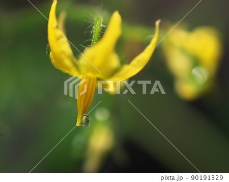 水滴の付いた黄色いトマトの花 水滴の付いた黄色いトマトの花 90191329
