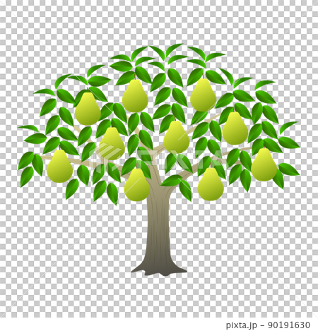 Pear tree with many fruits Pear tree with many fruits 90191630
