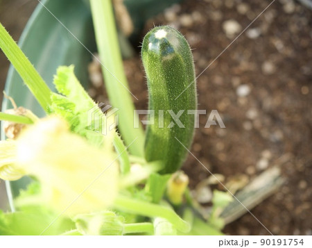 ズッキーニ　家庭菜園 90191754