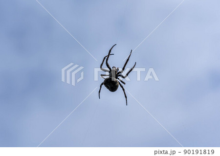 空と雲と蜘蛛 空と雲と蜘蛛 90191819