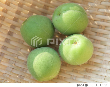 梅　涼しい　涼み　涼味　青梅　収穫　日差し　 90191828