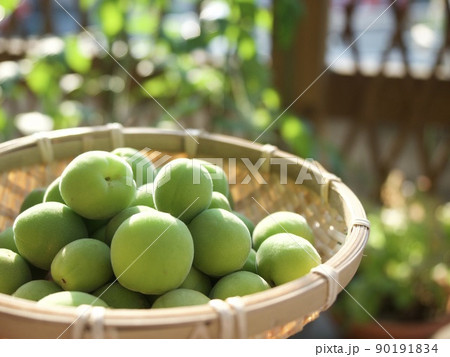 梅　涼しい　涼み　涼味　青梅　収穫　日差し　 90191834