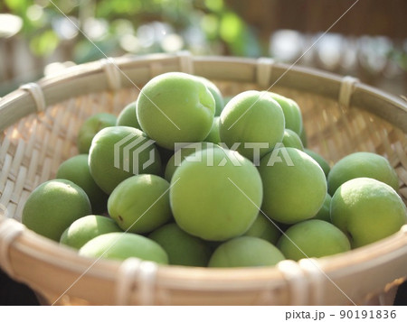 梅　涼しい　涼み　涼味　青梅　収穫　日差し　 90191836