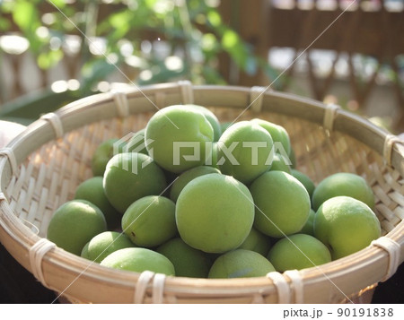 梅　涼しい　涼み　涼味　青梅　収穫　日差し　 90191838